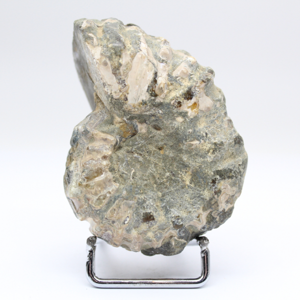 Ammonit Douvilleiceras inaequinodum