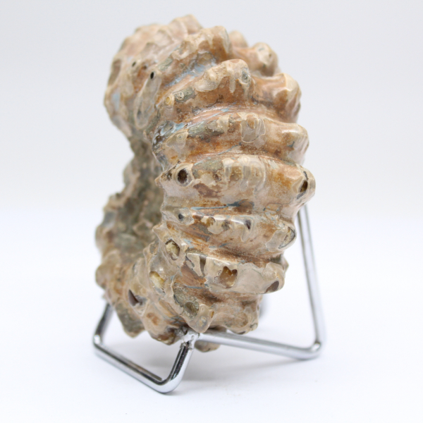 Ammonit Douvilleiceras inaequinodum