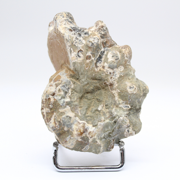 Ammonit Douvilleiceras inaequinodum