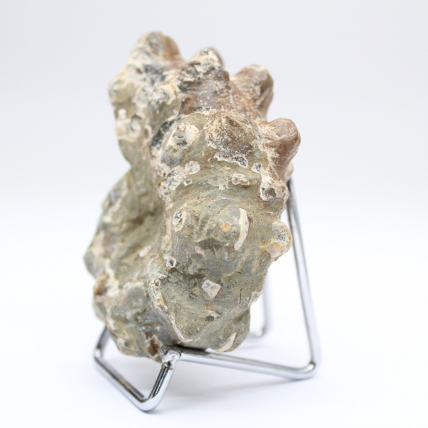 Ammonit Douvilleiceras inaequinodum
