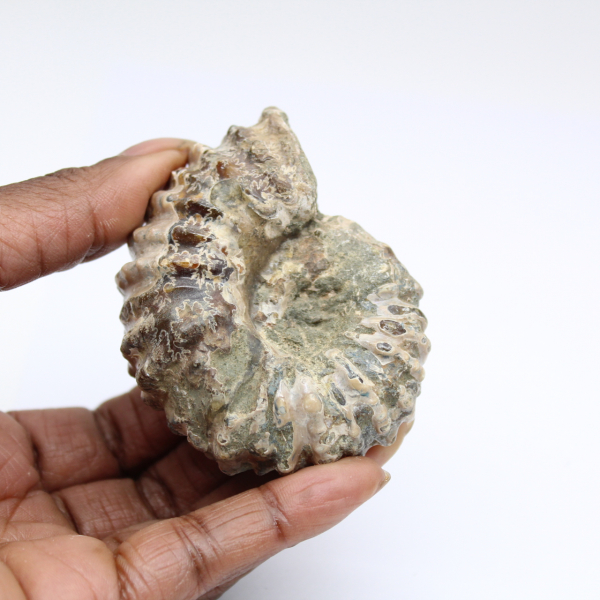 Ammonit Douvilleiceras inaequinodum