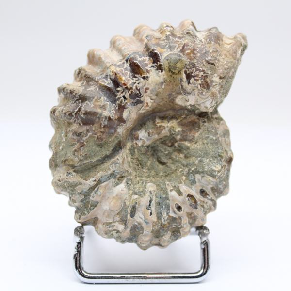 Ammonit Douvilleiceras inaequinodum
