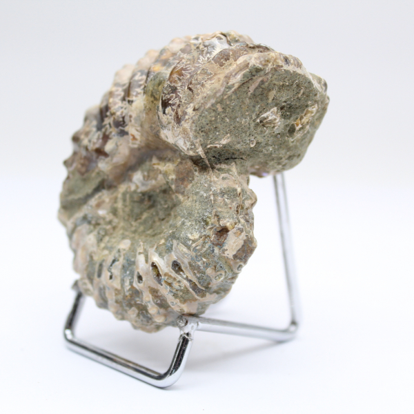 Ammonit Douvilleiceras inaequinodum