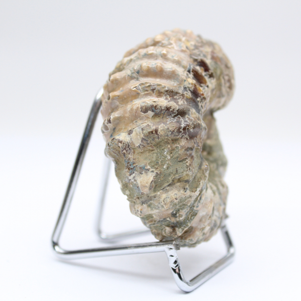 Ammonit Douvilleiceras inaequinodum