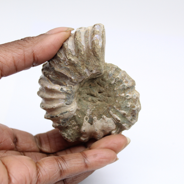 Ammonite Douvilleiceras inaequinodum