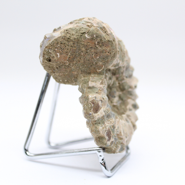 Ammonite Douvilleiceras inaequinodum