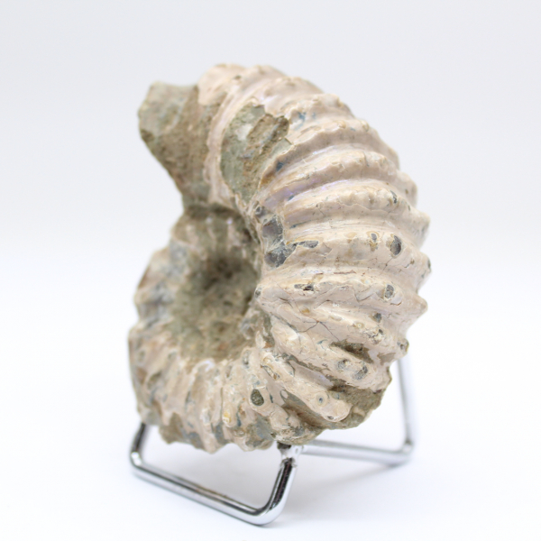 Ammonite Douvilleiceras inaequinodum