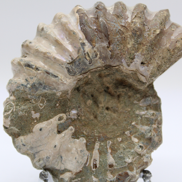 Ammonite Douvilleiceras inaequinodum