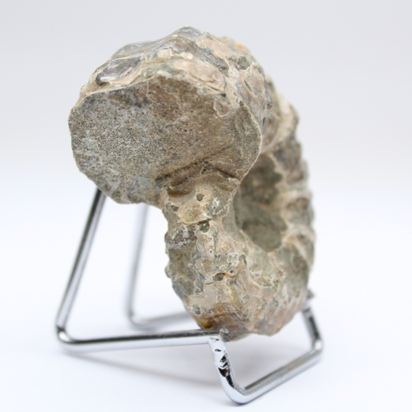 Ammonite Douvilleiceras inaequinodum