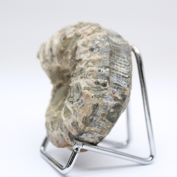 Ammonite Douvilleiceras inaequinodum