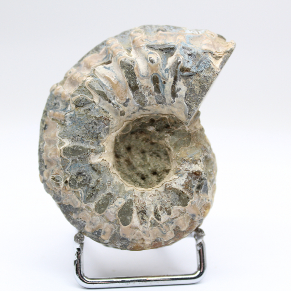Ammonite Douvilleiceras inaequinodum