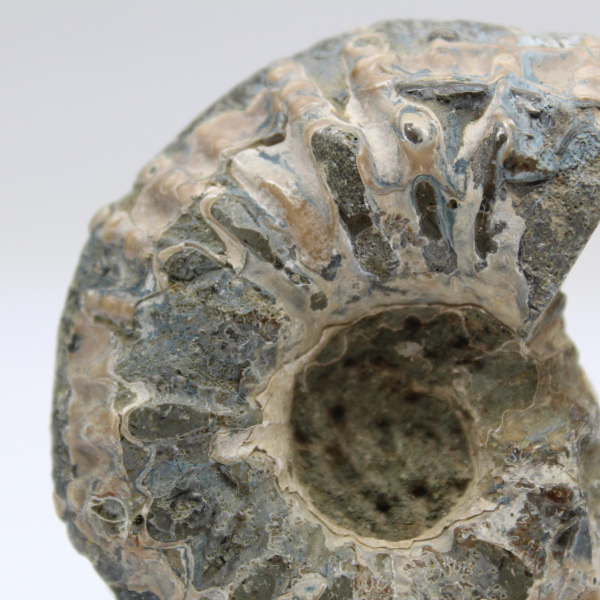 Ammonite Douvilleiceras inaequinodum