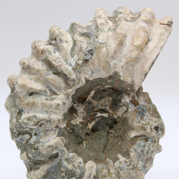 Ammonit Douvilleiceras inaequinodum