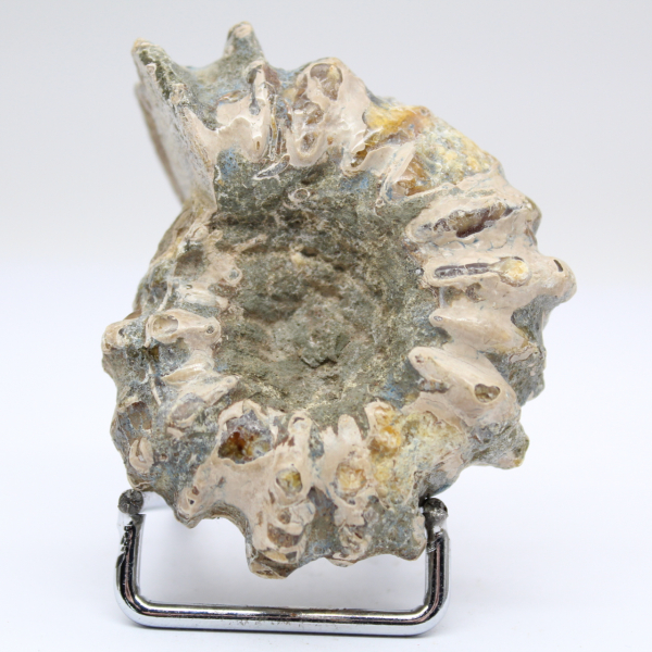 Ammonit Douvilleiceras inaequinodum