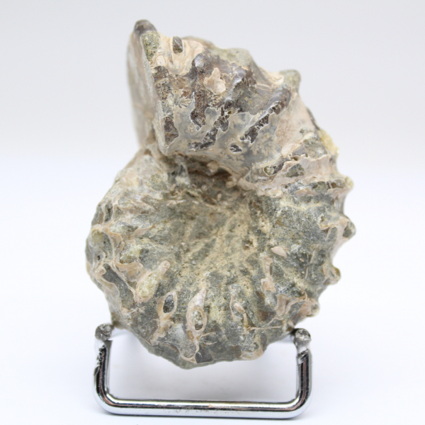 Ammonit Douvilleiceras inaequinodum
