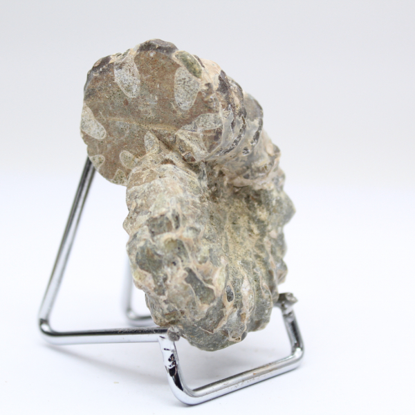 Ammonit Douvilleiceras inaequinodum