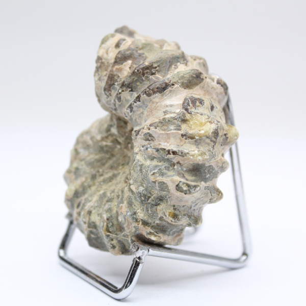 Ammonit Douvilleiceras inaequinodum