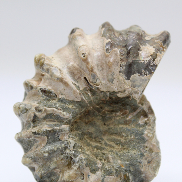 Ammonit Douvilleiceras inaequinodum