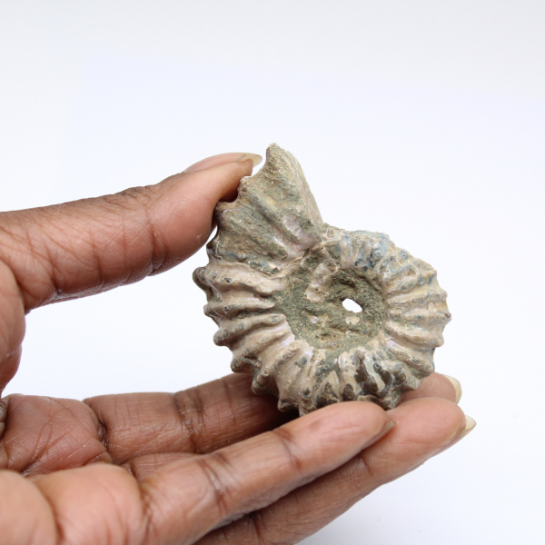Ammonite Douvilleiceras inaequinodum