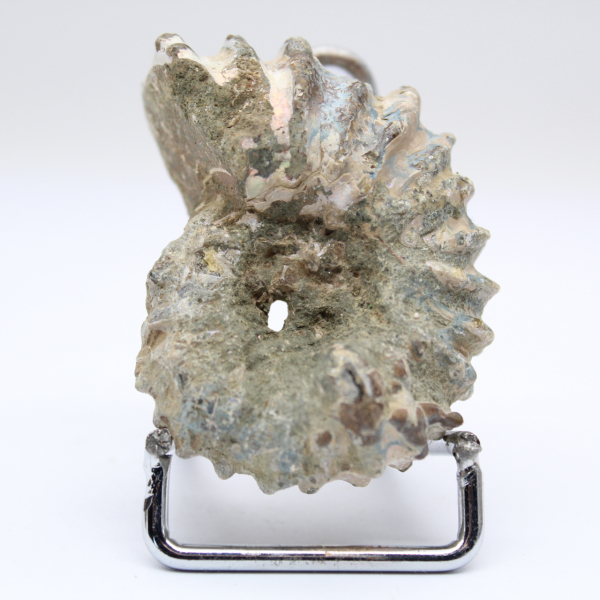 Ammonite Douvilleiceras inaequinodum