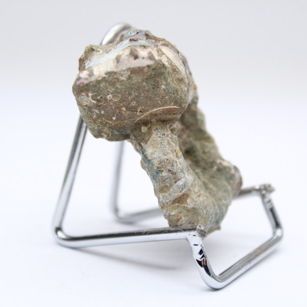 Ammonite Douvilleiceras inaequinodum