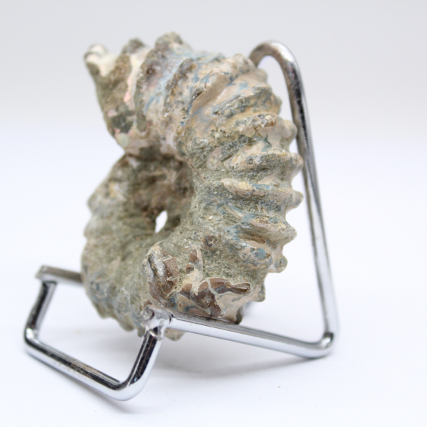 Ammonite Douvilleiceras inaequinodum