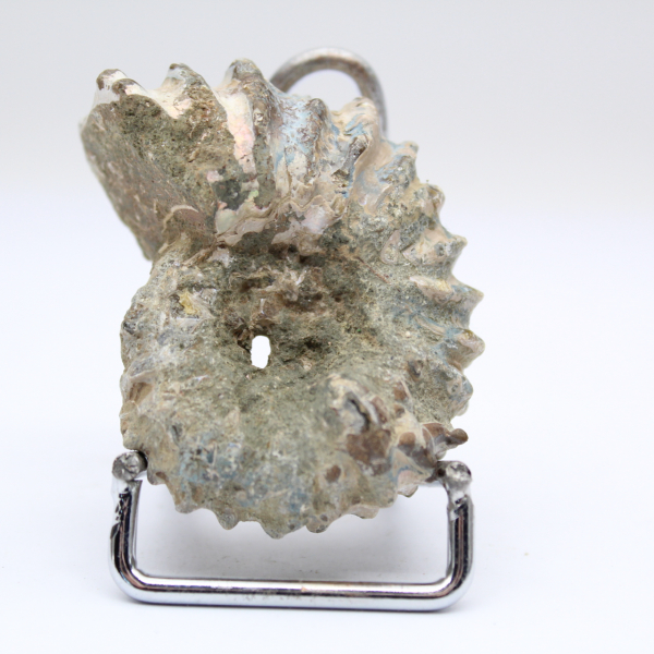 Ammonite Douvilleiceras inaequinodum