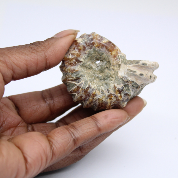 Ammonit Douvilleiceras inaequinodum