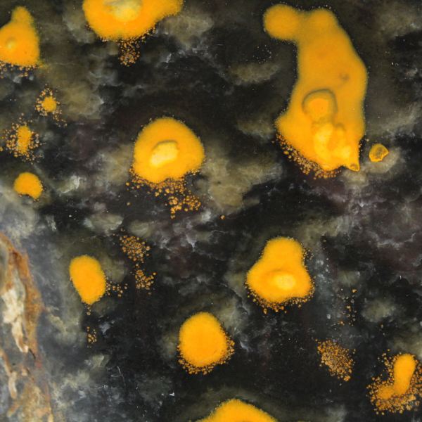 Jasper Bumblebee