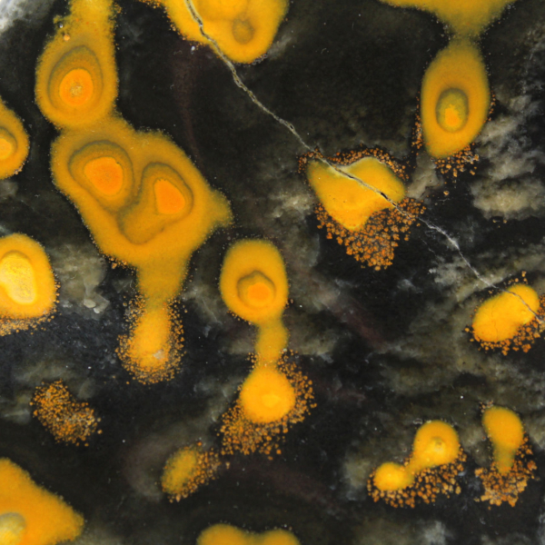 Jasper Bumblebee