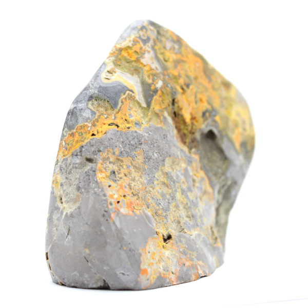 Bumblebee Jasper