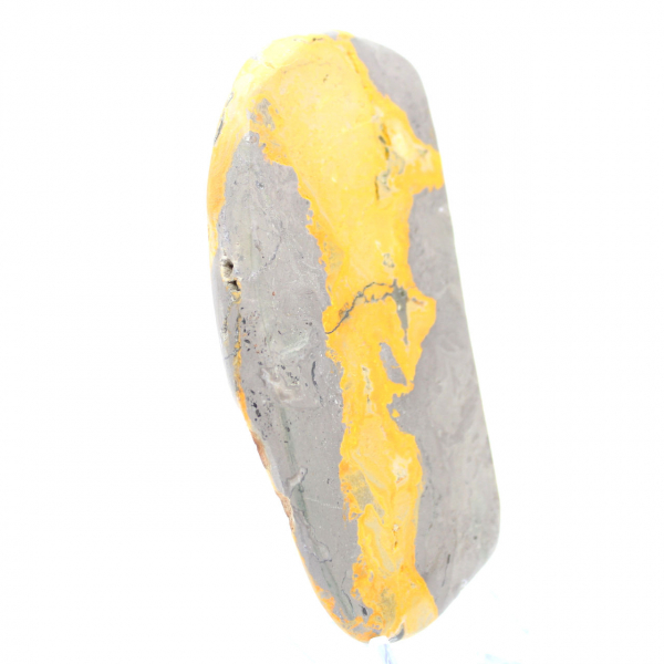 Bumblebee Jasper