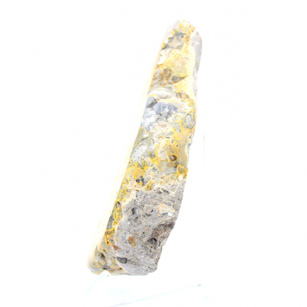Bumblebee Jasper