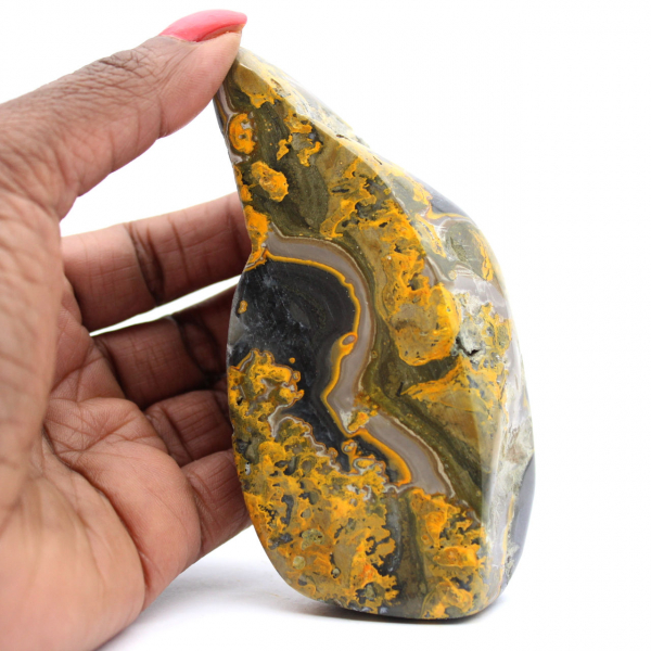 Bumblebee Jasper