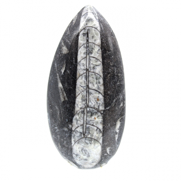 Orthocéras fossile du Maroc