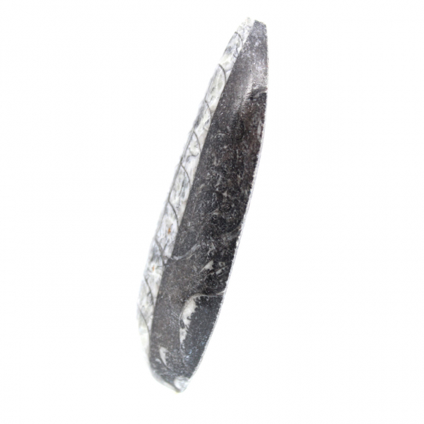 Orthocéras fossile du Maroc
