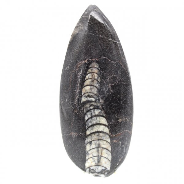 Orthoceras fossile