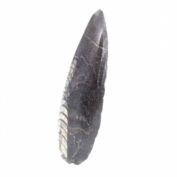 Orthoceras fossile