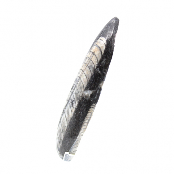 Orthoceras fossile dal Marocco