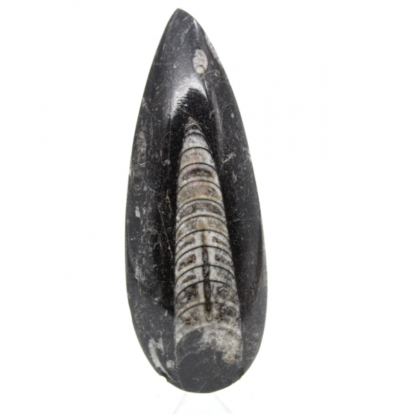Fossiler Orthoceras aus Marokko