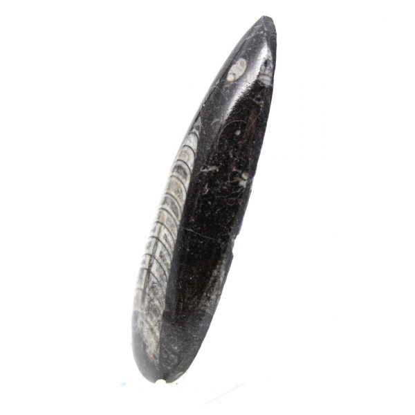 Fossiler Orthoceras aus Marokko