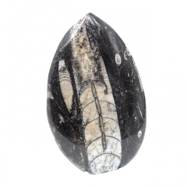 Fossiler Orthoceras aus Marokko