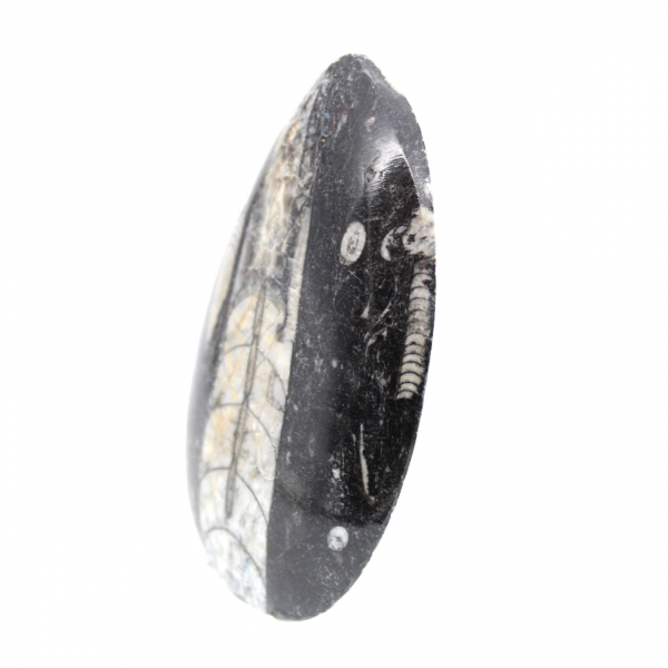 Fossiler Orthoceras aus Marokko