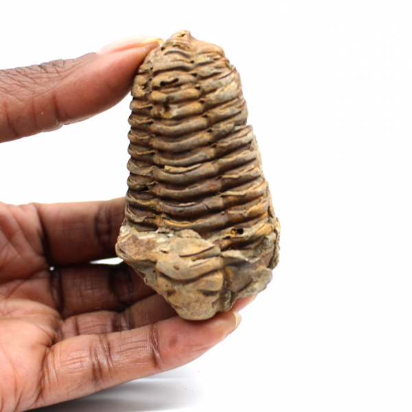 Trilobite fossile