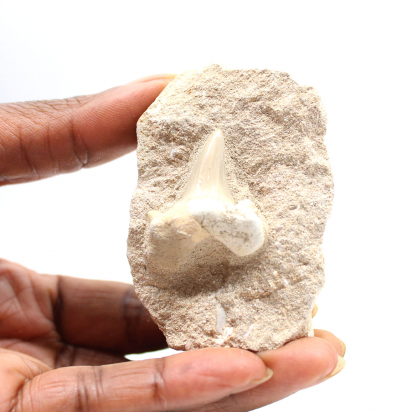 Dent fossile d’Otodus