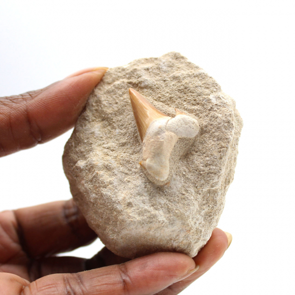 Dent fossile d’Otodus