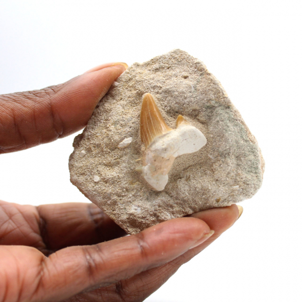 Dent fossile d’Otodus du Maroc