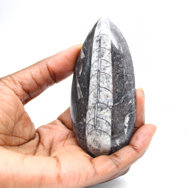 Orthocéras fossile du Maroc