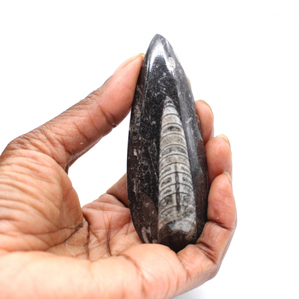 Fossiler Orthoceras aus Marokko