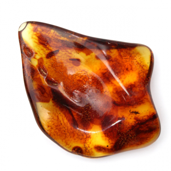 Ambre de Lituanie Poli : Galet pour Collection de Fossiles